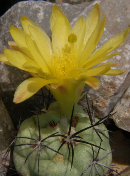 Fájl:Ortegocactus macdougallii-0.jpg
