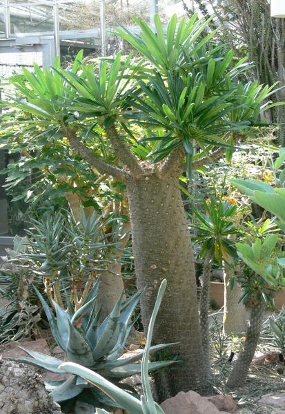 Fájl:Pachypodium lamerei-000.jpg