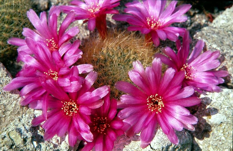 Fájl:Rebutia mentosa swobodae-1.jpg