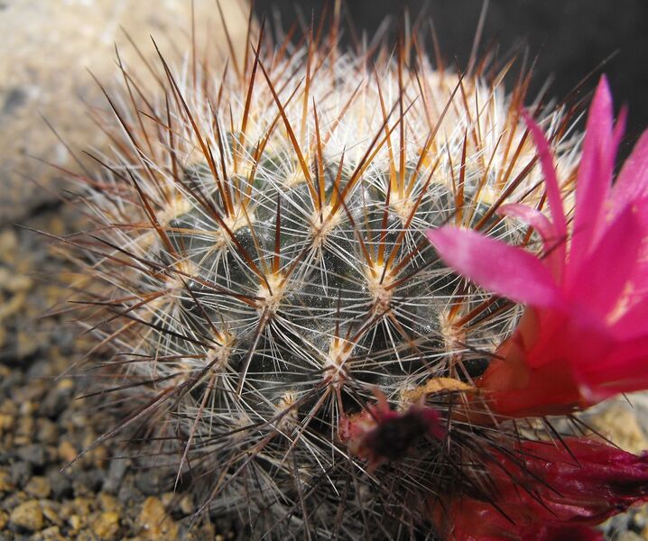 Fájl:Rebutia steinbachii aglaia 01-1.jpg
