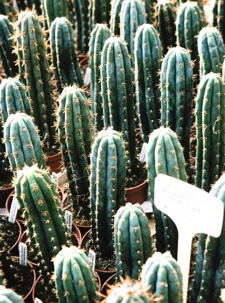 Fájl:Trichocereus pachanoi 01-2.jpg