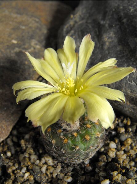 Fájl:Frailea schilinzkyana schilinzkyana-000.jpg