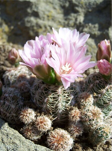 Fájl:Gymnocalycium bruchii-000.jpg