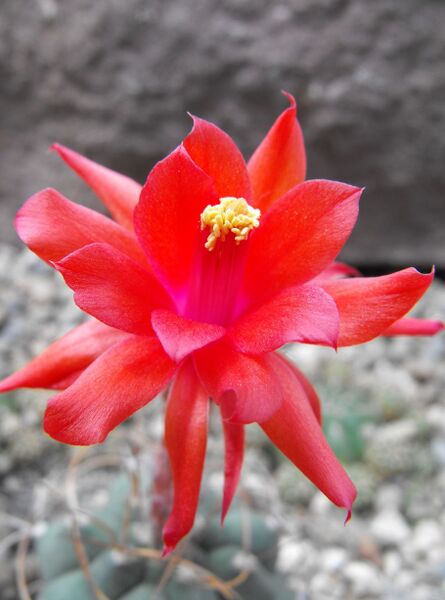 Fájl:Matucana pujupatii-000.jpg