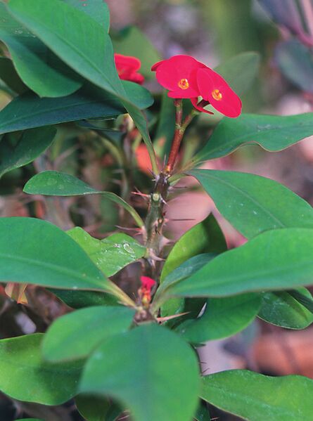 Fájl:Pozsgáslap 091-000.jpg