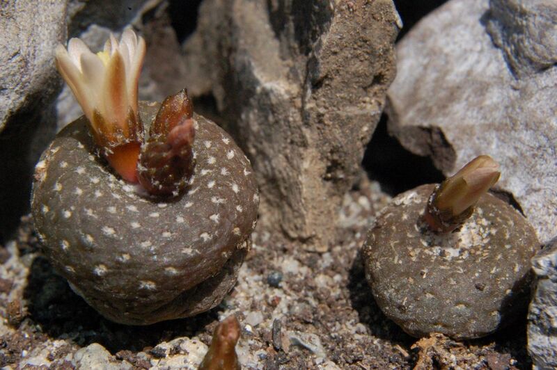 Fájl:Blossfeldia liliputana 01-001.jpg