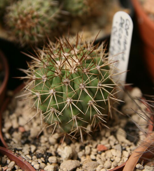 Fájl:Copiapoa decorticans.HL-01.jpg