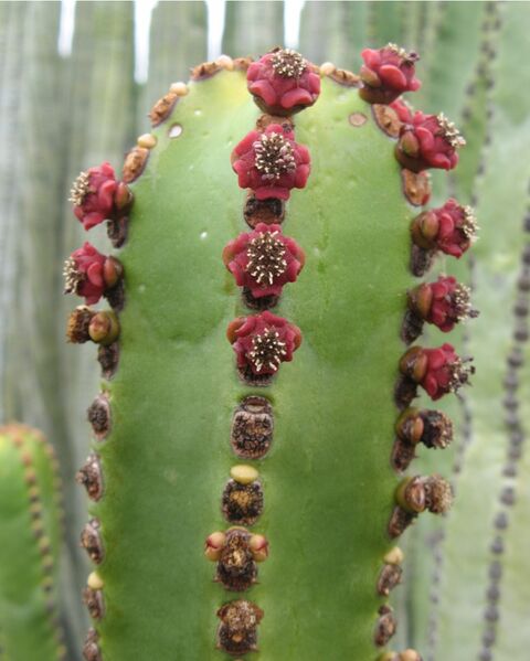 Fájl:Euphorbi canariensis 01-001.jpg