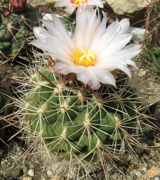 Fájl:Thelocactus conothelos subsp conothelos-1.jpg