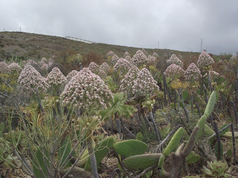 Fájl:Aeonium urbicum 2-001.jpg