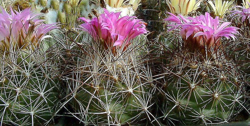 Fájl:Coryphantha ramillosa ramillosa-001.jpg