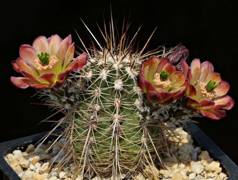Fájl:Echinocereus pacificus.SzJ 01.jpg