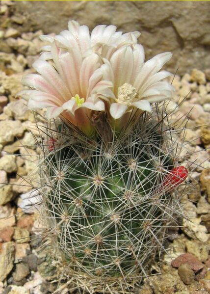 Fájl:Escobaria zilziana-002.jpg