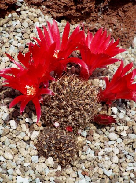 Fájl:Rebutia steinbachii verticillacantha cuprea-0.jpg