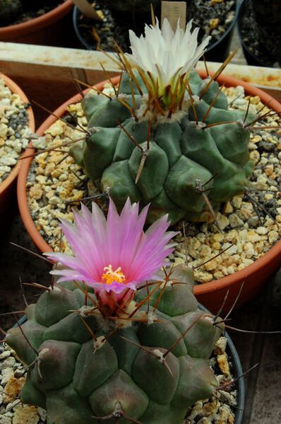 Fájl:Thelocactus multicephalus.HL 02.jpg