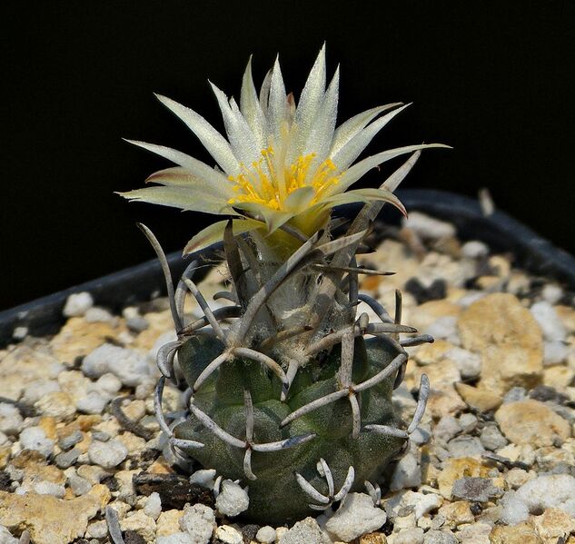 Fájl:Turbinicarpus flaviflorus.SzJ 04.jpg