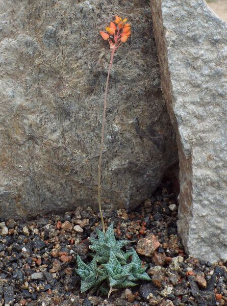 Fájl:Aloë descoingsii-000.jpg