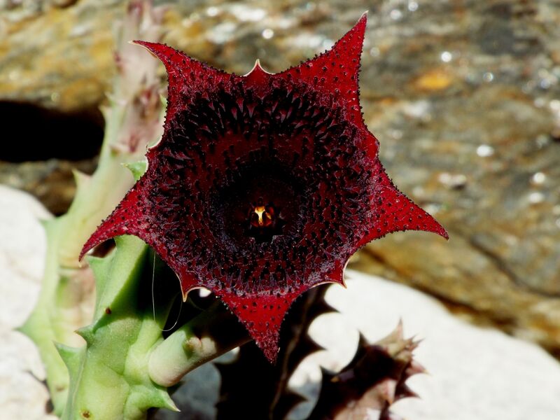 Fájl:Huernia keniensis-004.jpg