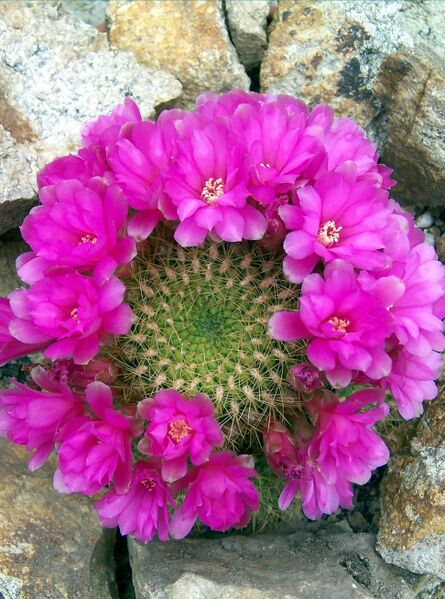 Fájl:Rebutia mentosa flavissima-0.jpg