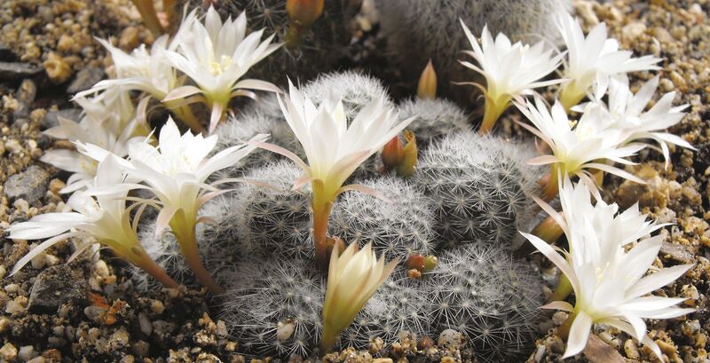 Fájl:Rebutia pulvinosa albiflora-1.jpg