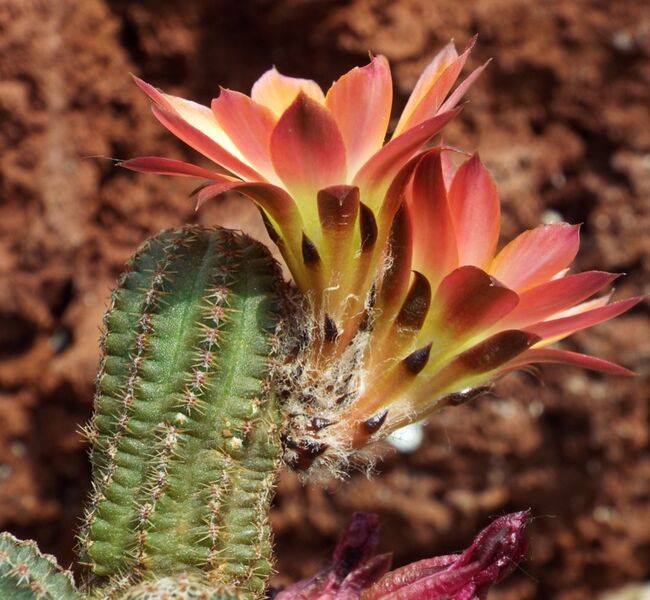 Fájl:Rebutia pygmaea torquata-2.jpg