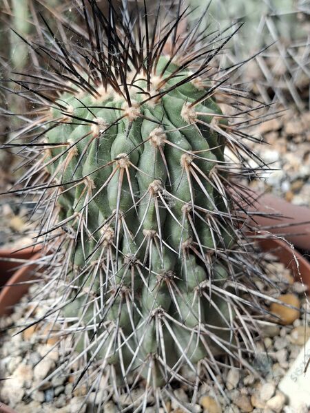 Fájl:Copiapoa dealbata var. carrizalensis.HL 01.jpg