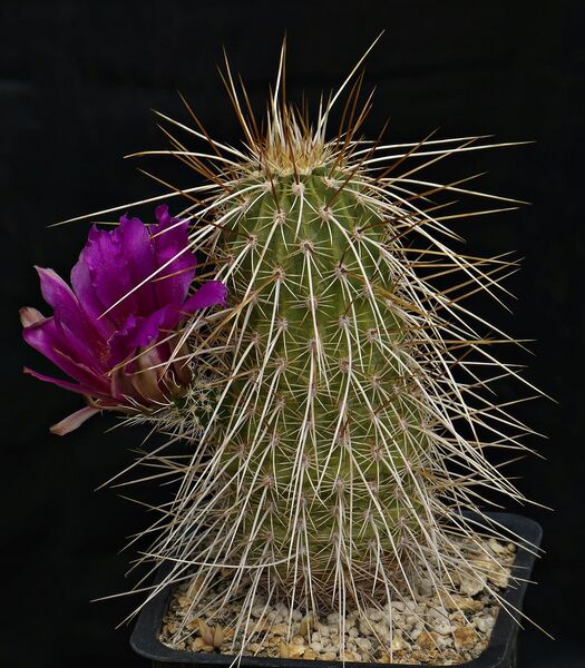Fájl:Echinocereus apachensis.SzJ-01.jpg