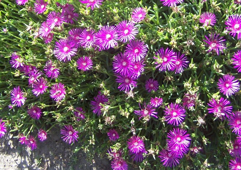Fájl:Delosperma cooperi-001.jpg