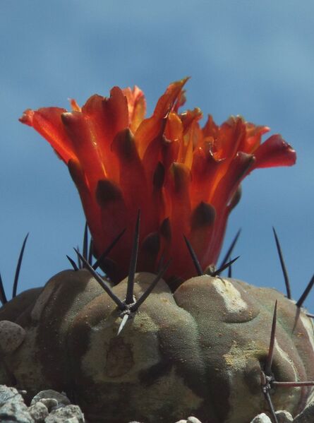 Fájl:Rebutia neumanniana 02-0.jpg