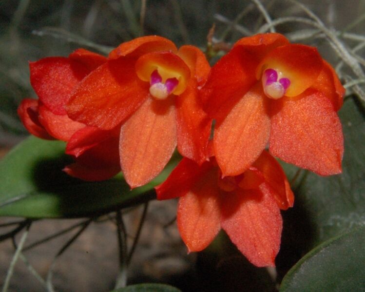 Fájl:Sophronitis cernua-2.jpg