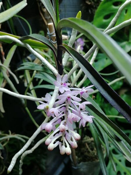 Fájl:Vanda christensoniana.VZs 01.jpg