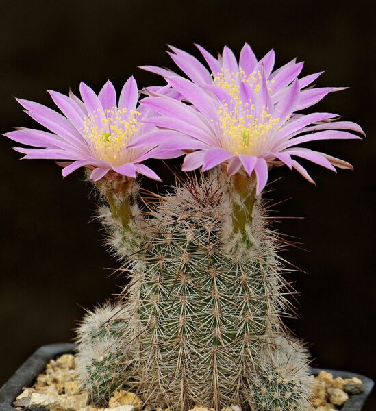 Fájl:Echinocereus laui MAO-094.SzJ 01.jpg