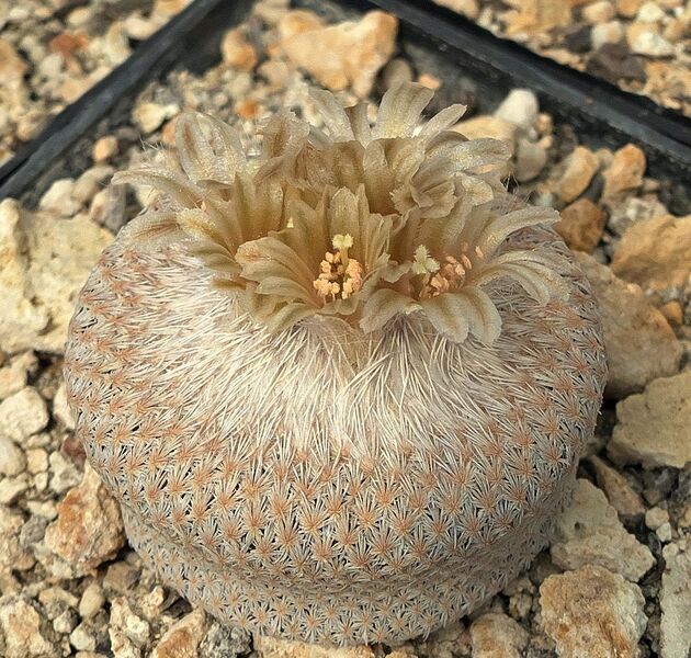 Fájl:Epithelantha bokei.SzJ 01.jpg