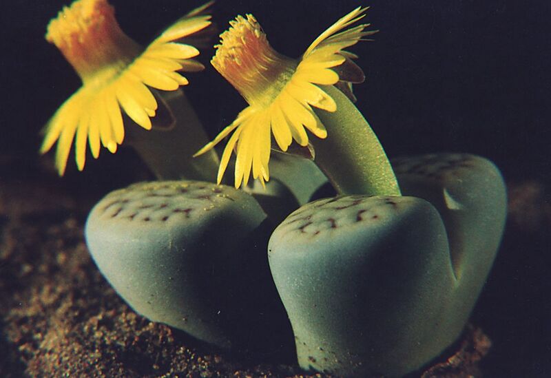 Fájl:Pozsgáslap 088-001.jpg