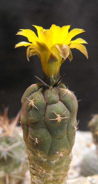 Fájl:Rebutia neumanniana 01-2.jpg