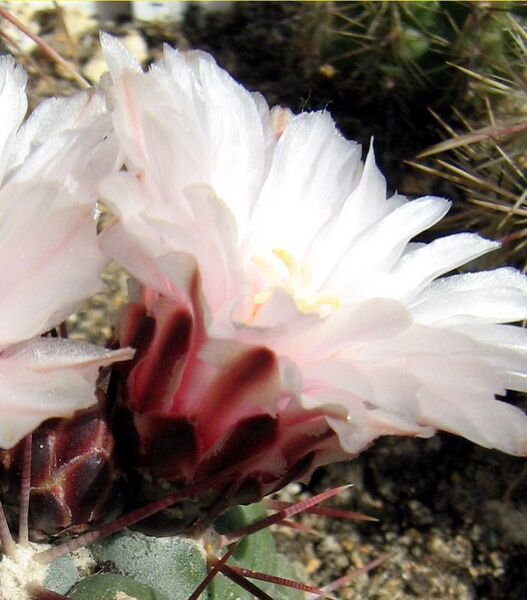 Fájl:Thelocactus hexaedrophorus lloydii-002.jpg