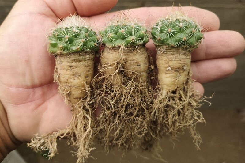 Fájl:Turbinicarpus knuthianus.SzJ 04.jpg