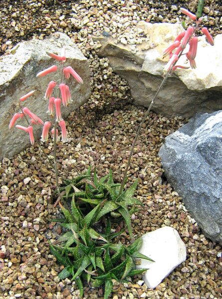 Fájl:Aloe jucunda-000.jpg