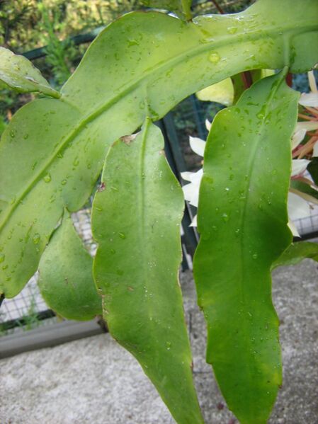 Fájl:Epiphyllum oxypetalum-002.jpg