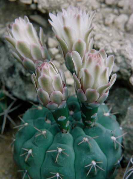 Fájl:Gymnocalycium capillaense-000.jpg