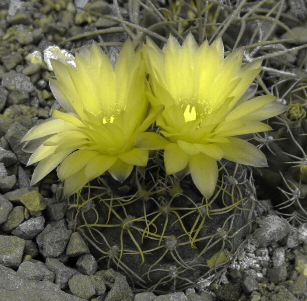 Fájl:Gymnocalycium uruguayense-002.jpg