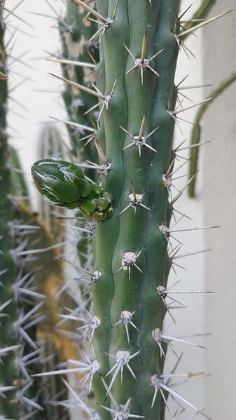 Fájl:Harrisia tetracantha.RZ 02.jpg