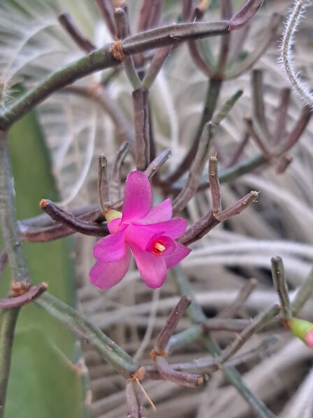 Fájl:Hatiora herminae.VZs 01.jpg