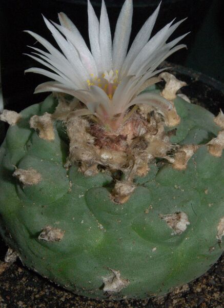 Fájl:Lophophora diffusa-000.jpg