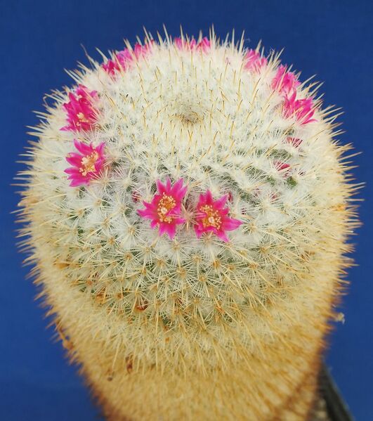Fájl:Mammillaria albilanata.jpg
