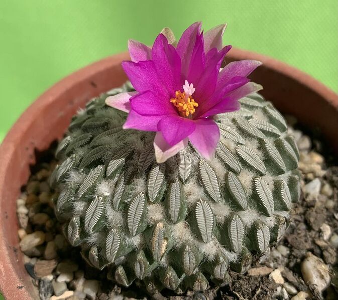 Fájl:Pelecyphora aselliformis.BE 01.jpg