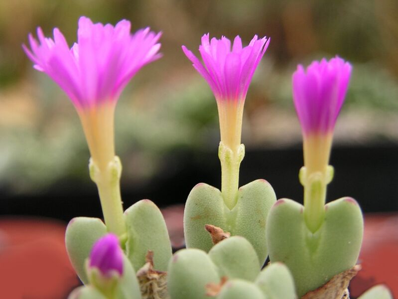 Fájl:Conophytum chauviniae-002.jpg