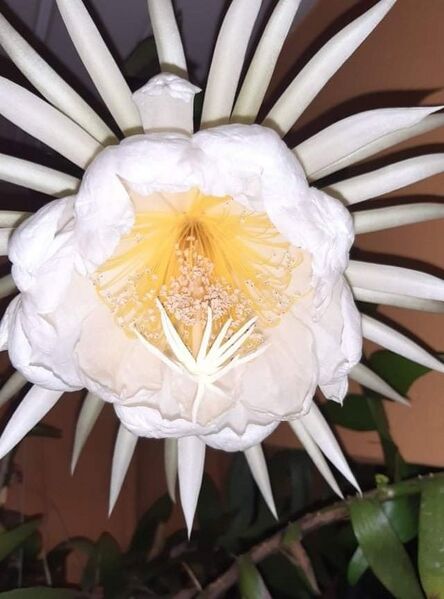Fájl:Epiphyllum chrysocardium.VZs 01.jpg