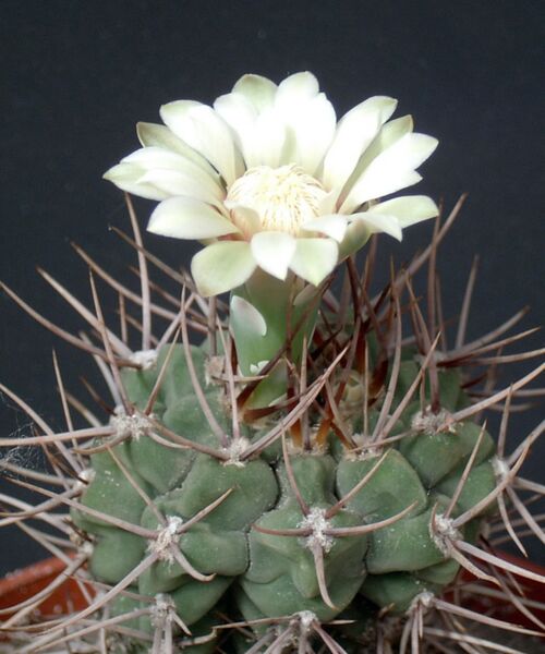 Fájl:Gymnocalycium ochoterenae ( intertextum)-001.jpg