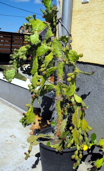 Fájl:Opuntia monacantha-1.jpg